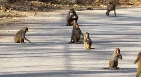 重庆女童家门口玩耍被野猴拖走，女孩是如何得救的？
