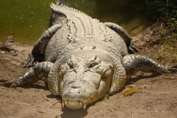 河马和鳄鱼哪个厉害？