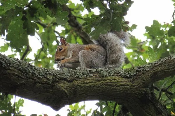西湖网红松鼠被鹰抓走，抓住松鼠的是什么品种的鹰？在当地是否常见？