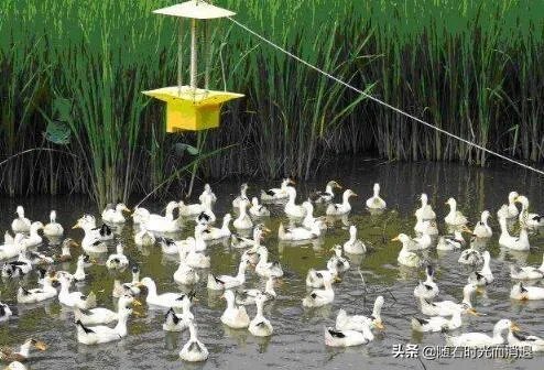 我想在农村养鸭子，能挣钱吗，有哪些经验分享吗？