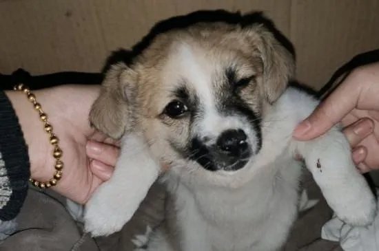 狗狗割声带好还是不割好，声带切除后有后遗症吗