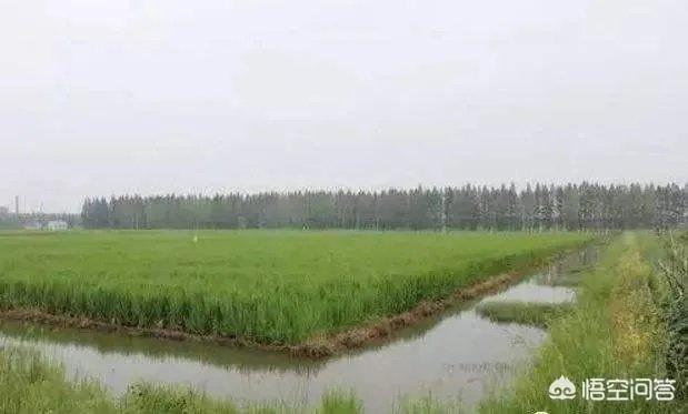 六月份和七月份哪个月龙虾苗便宜点?也更适合投苗。谢谢?