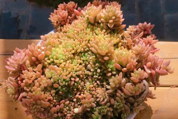 十大最贵的多肉有哪些？