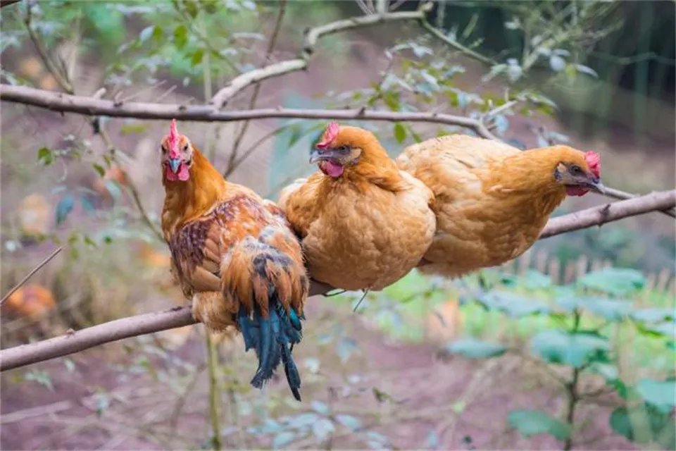斤斤计较打一动物 三五成群打一生肖动物