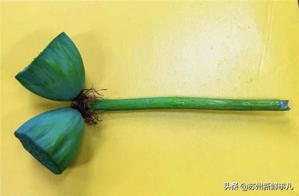 如何看待北京野生动物园游客强行拿走天鹅蛋的行为？