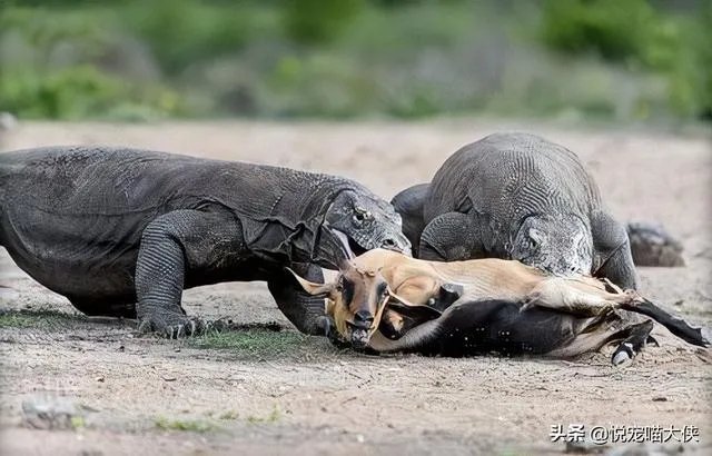 科莫多巨蜥与非洲鳄哪个更厉害？