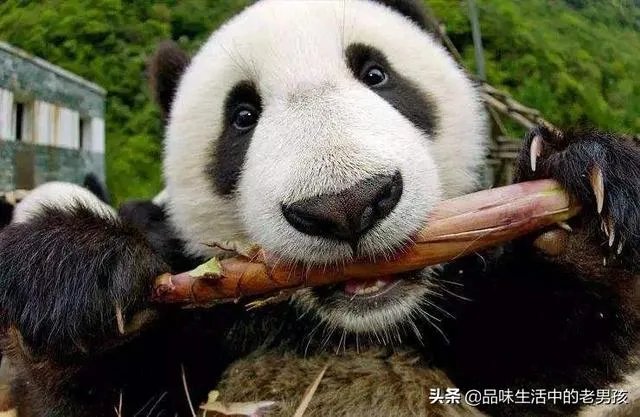 大熊猫爱吃的竹子是草还是树？