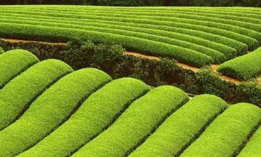 绿色有机农业发展前景如何？投资得注意哪几个问题？