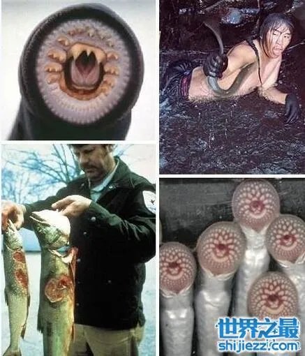 世界十大吸血鬼生物，北极七鳃鳗是最古老的吸血鬼 