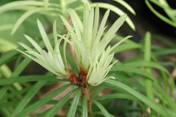 植物活化石有哪些