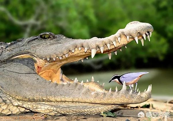 科莫多巨蜥与非洲鳄哪个更厉害？