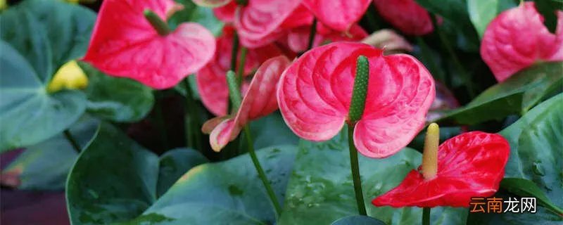 火鹤花花语，火鹤花的花语及寓意？