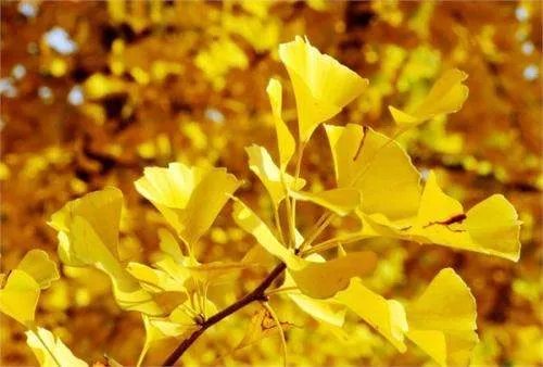 银杏树果可以种吗