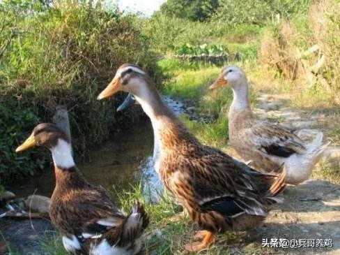 我想在农村养鸭子，能挣钱吗，有哪些经验分享吗？