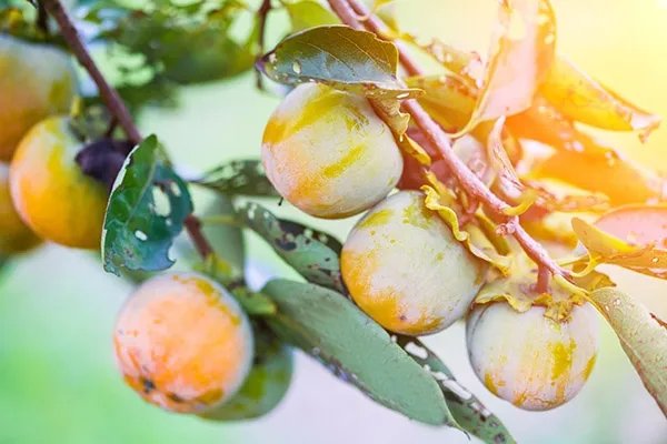 柿子叶的功效与作用