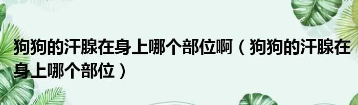 狗狗的汗腺在身上哪个部位啊（狗狗的汗腺在身上哪个部位）