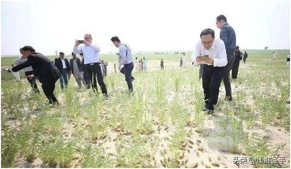 巴基斯坦蝗灾怎么样了？最近怎么感觉没人提及？