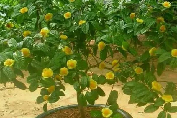 植物活化石有哪些