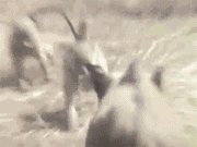 有哪些搞笑gif动画呢？