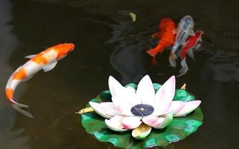 锦鲤有哪些生活习性呢？需要怎样的饲养环境？