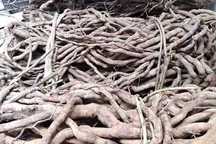 中药黑老虎图片