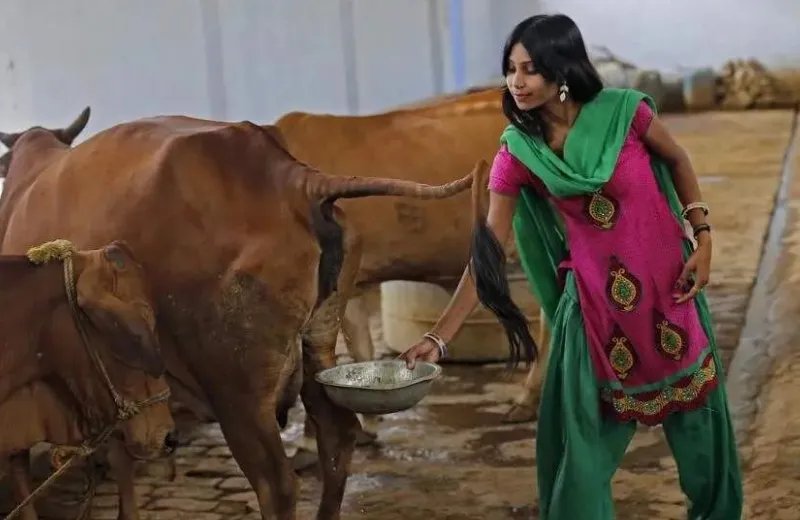 用牛粪牛尿等研发药物，印度是不是极度缺乏药材？