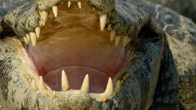 BBC大猫哪里可以看?