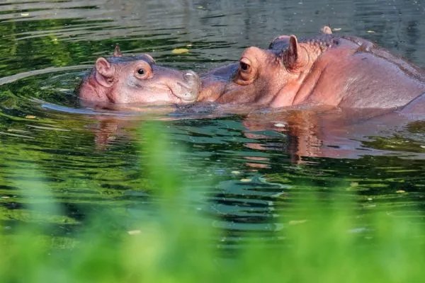 河马和鳄鱼哪个厉害？