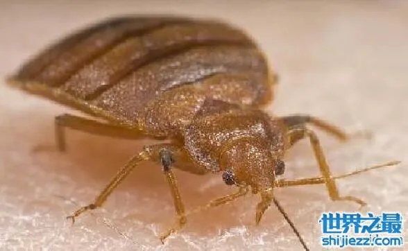 世界十大吸血鬼生物，北极七鳃鳗是最古老的吸血鬼 