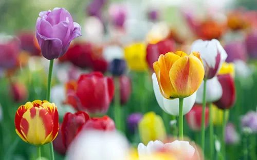 国内各地区五一旅游热门景点排行 国内五一旅游最佳去处推荐