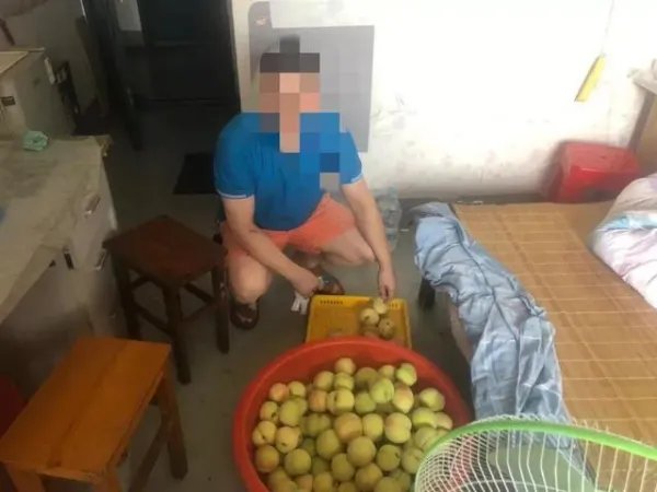 浙江3人嘴馋上树偷摘84斤水蜜桃被拘，他们的行为涉嫌什么罪？