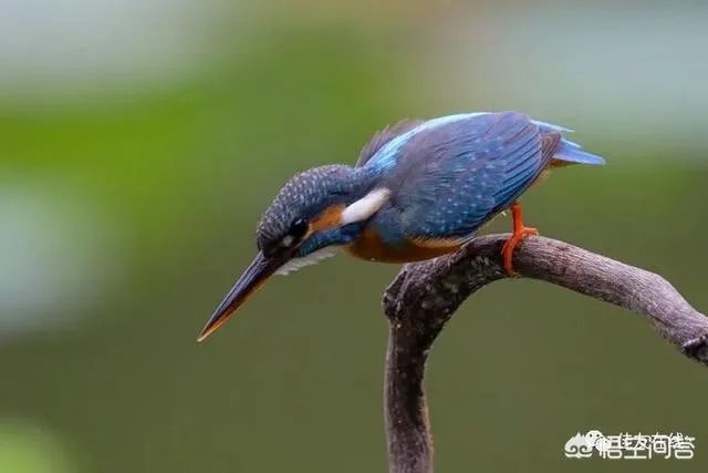 折耳鱼不呼吸在线观看免费