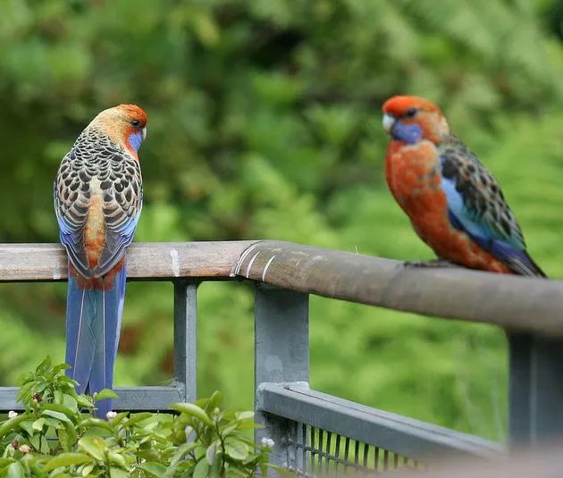 阿得雷德玫瑰鹦鹉的亚种分化