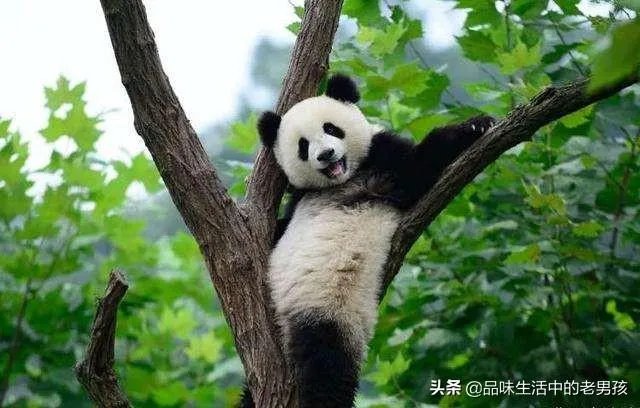 大熊猫爱吃的竹子是草还是树？