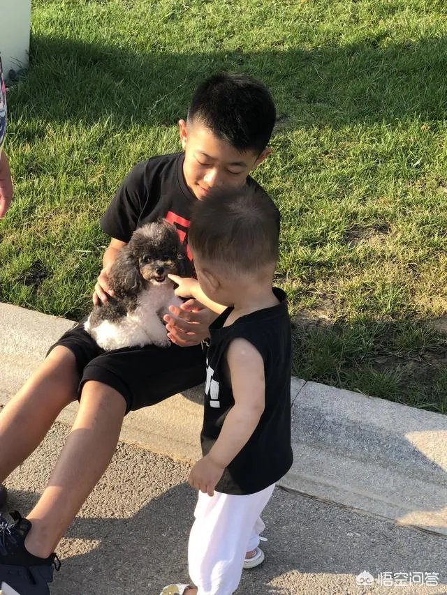 茶杯犬的寿命多长？