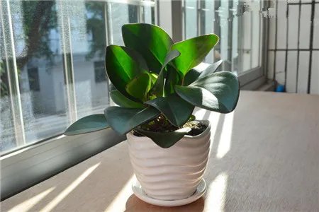 碧玉的养殖方法 碧玉养殖的注意事项