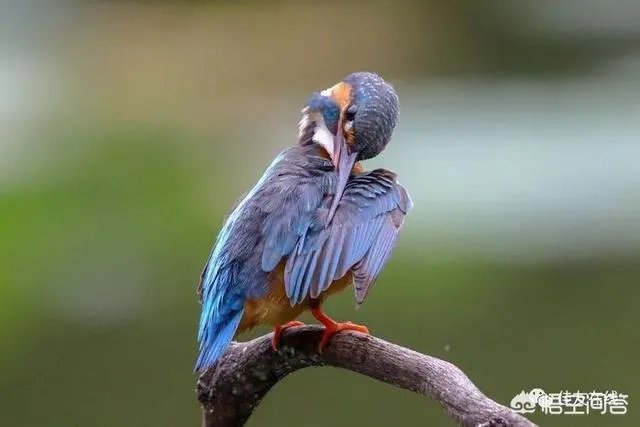 折耳鱼不呼吸在线观看免费