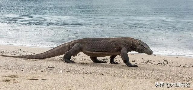 科莫多巨蜥与非洲鳄哪个更厉害？