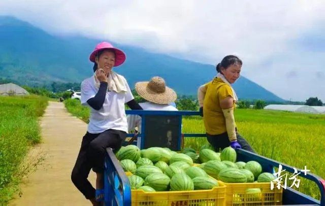 什么是乳源西瓜？