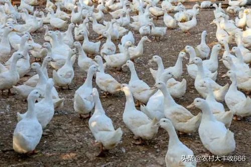 我想在农村养鸭子，能挣钱吗，有哪些经验分享吗？