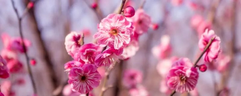 莘庄公园和莘庄梅园是一个地方吗