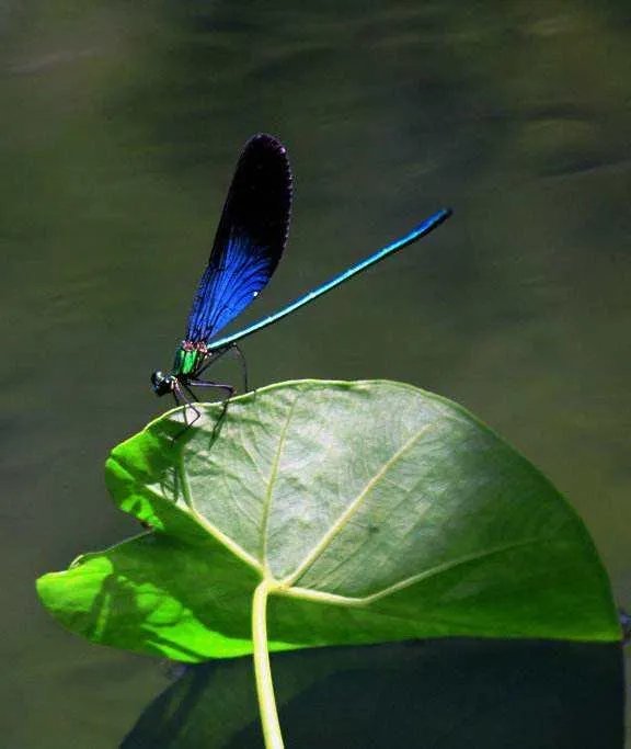 蚊子更喜欢叮咬哪类人?