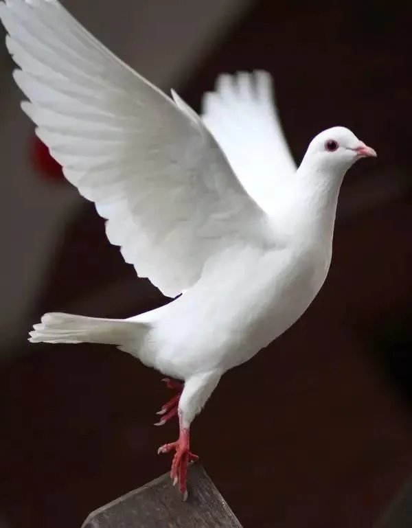 老北京人养信鸽是什么情况？