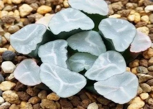 十大最贵的多肉有哪些？