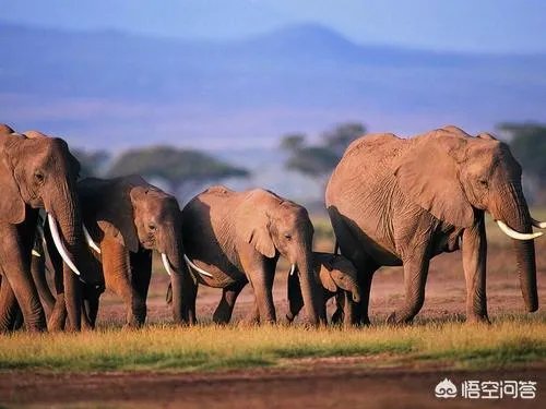 象群首领为何往往是母象而不是公象？