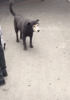 有哪些搞笑gif动画呢?