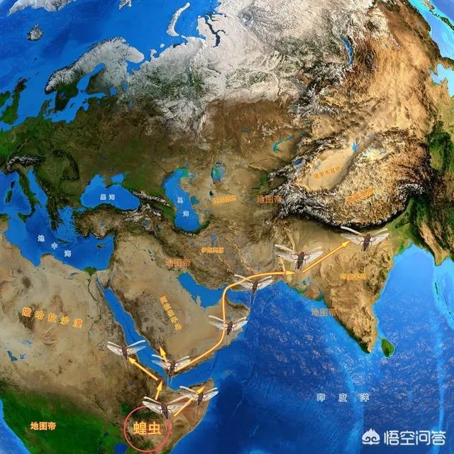 非洲蝗虫成灾，已影响印度和巴基斯坦，会传入中国吗？