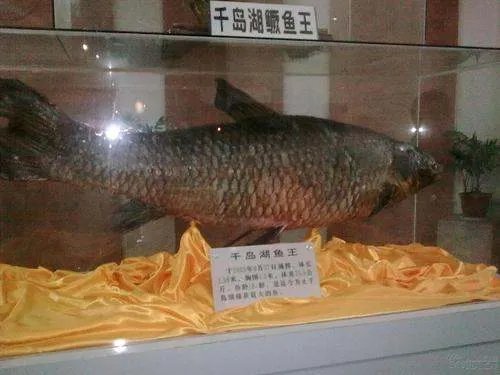 金鱼的记忆真的只有7秒钟吗、为什么呢？