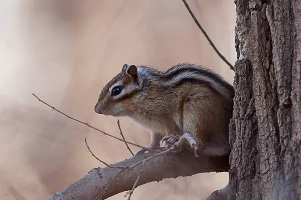 西湖网红松鼠被鹰抓走，抓住松鼠的是什么品种的鹰？在当地是否常见？