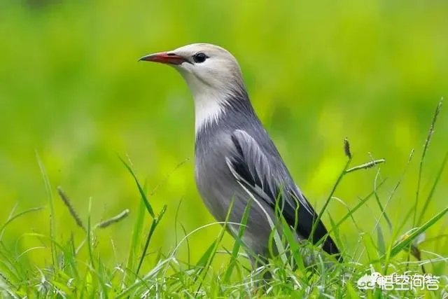 折耳鱼不呼吸在线观看免费
